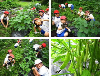 2年生草取り.jpg